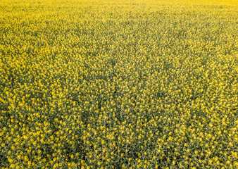 Wall Mural - Aerial view of yellow rapeseed field in evening light in Switzerland