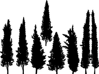 Wall Mural - group of cypresses isolated on white