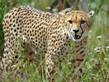 Fototapeta Sawanna - Cheetah (Acinonyx jubatus)