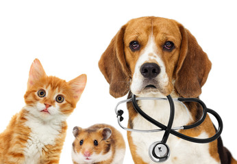 Wall Mural - dog veterinarian and cat