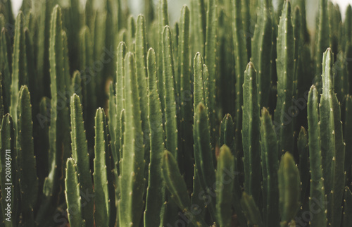 Stampe green cactus background mexican plant fashion