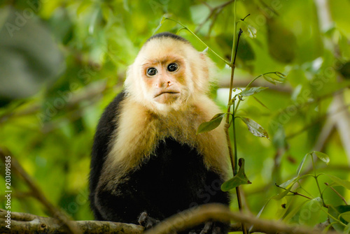 Fotografía A capuchin Monkey in the green jungle of San Antonio National Park in Costa-Rica