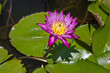 Waterlily, It is famous to grow it in the temple in Thailand, This Waterlily is from Wat Chalermprakiat in Nonthaburi, Thailand