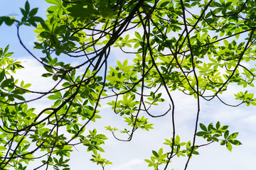 Wall Mural - Branches of trees green background