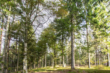 Wall Mural - Sun rays in the pine forest