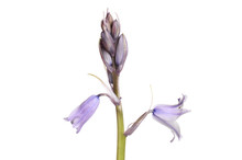 Bluebell Flowers And Buds