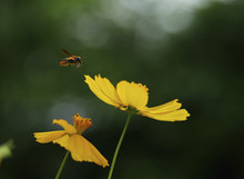 Close-up Of Bee Buzzing By Yellow Cosmos Flowers