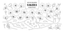 Set Of Isolated Sakura In 38 Styles.