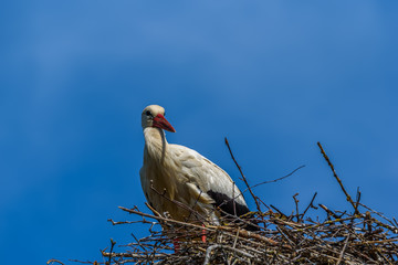 Stork in a nest against the sky. close-up.