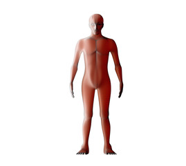 Poster - Anatomy of male muscular system. Red human wireframe hologram. 3d illustration