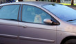 © GINTAS7333 - Beautiful pomeranian dog in car. waiting and closed. Alone.