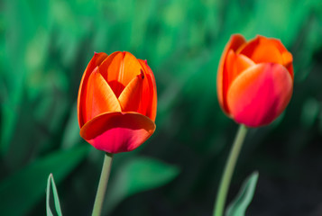 Two red tulips - variety apeldoorn