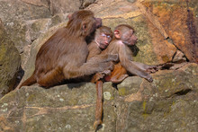 Baboon Mother Hugging Its Cute Babies And Snoozing On A Rock In The Sunlight.