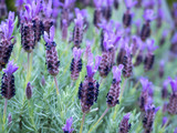 French or spanish or topped lavender
