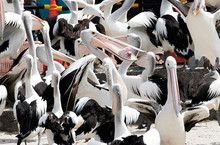 Group Of Pelicans Being Fed With One Pelican Holding A Fish Head.