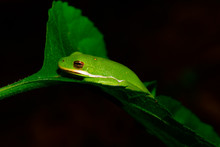 American Green Tree Frog (Hyla Cinerea) And Small Ant Facing Each Other