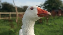 Close Up Of White Goose Looking At Camera