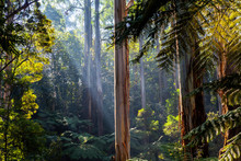 Sunlight Shining Through Tree Canopy - Native Australian Forest