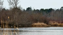 Common Goldeneye Ducks, Bucephala Clangula, Courting On Lake In Bemidji Minnesota
