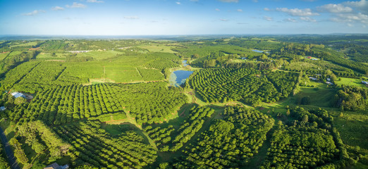 Wall Mural - Aerial panorama of Macadamia Farm at sunset in New South Wales, Australia