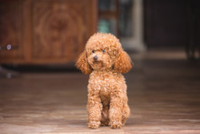 Cute Toy Poodle Standing Inside House And Looking Outside
