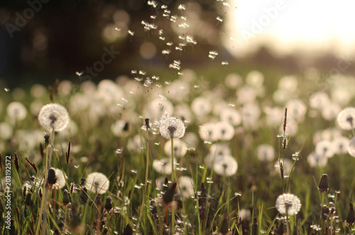 dandelions. wildflowers. white dandelions. Fototapet