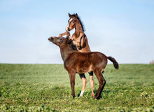 Two Foals Playing Together On The Maedow.