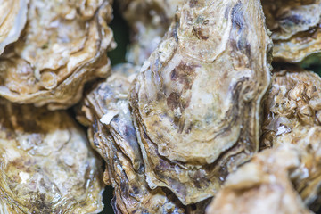 Closed oysters background top view