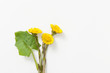 Coltsfoot with leaves and root on white background