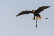 White-headed Sea Eagle In Flight