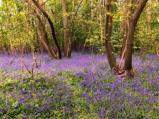 Canvas Print - Bluebell forest