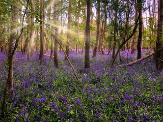 Canvas Print - Bluebell forest with sunrays