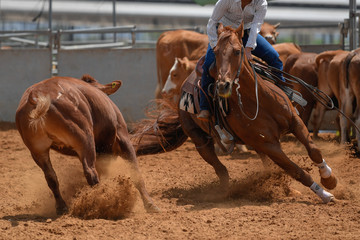 Cowboy in hat, jeans and checkered shirt riding her horse in a calf cutting competition.