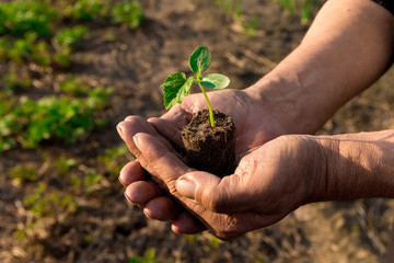 Farmers before planting in the hands holding Green sprout. The concept of farming and business growth.