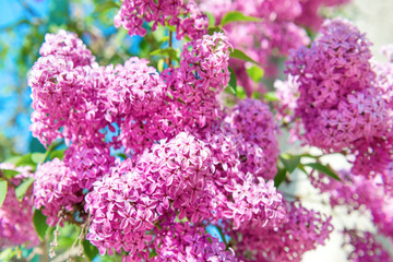 Wall Mural - Branch of beautiful purple lilac flowers in the bush with green leaves