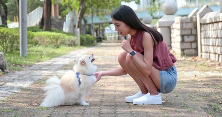 Poster - Pomeranian dog playing with pet owner at outdoor