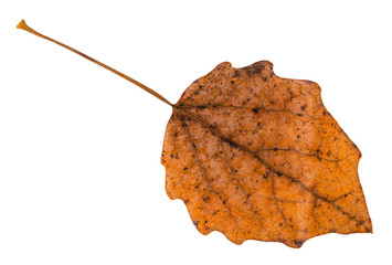 Wall Mural - back side of fallen brown leaf of aspen tree