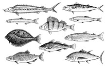 River And Lake Fish. Salmon And Rainbow Trout, Tuna And Herring, Seawater And Freshwater Carp. Freshwater Aquarium. Seafood For The Menu. Engraved Hand Drawn In Old Vintage Sketch. Vector Illustration