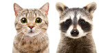 Fototapeta Koty - Portrait of a cute cat Scottish Straight and raccoon, closeup, isolated on white background