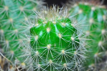 Cactus thorns.