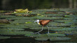 African jacana in Kruger National park, South Africa