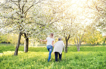 Wall Mural - Elderly grandmother with crutch and granddaughter in spring nature.