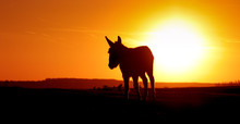 Silhouette Donkey On Sunset