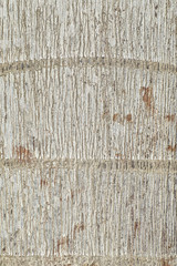 Poster - Close up of tree bark texture high resolution
