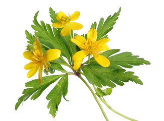 Wall Mural - first april forest wild yellow flowers with leaves.