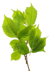 Wall Mural - spring twigs with leaves of a forest plant hazelnut