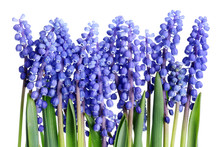 A Small Bed Line Of Tender Blue Spring April Hyacinths Of Muscari.