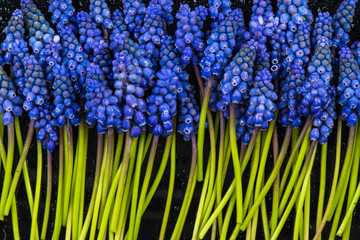 Wall Mural - Hyacinth flowers macro , on dark background