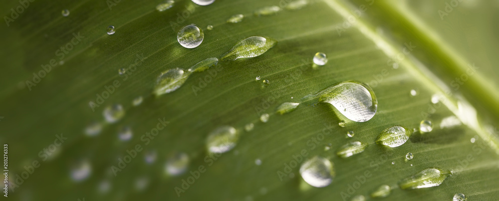 Naturel et écologique. Gros plan de gouttes et gouttelettes de pluie sur une feuille verte. Arrière plan vert. - obrazy, fototapety, plakaty 