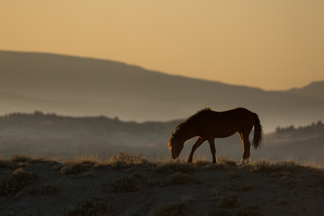 American Mustang